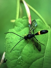 Colpotrochia cincta