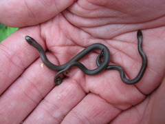Carphophis amoenus amoenus