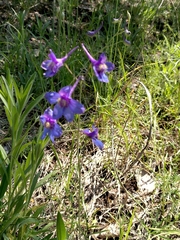Delphinium treleasei
