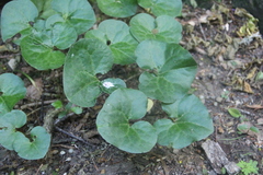 Asarum caucasicum