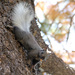 Kaibab Squirrel - Photo (c) Grand Canyon National Park, some rights reserved (CC BY)