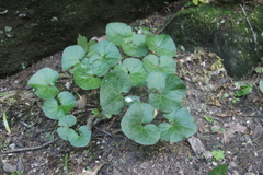 Asarum caucasicum