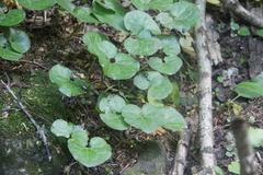Asarum caucasicum