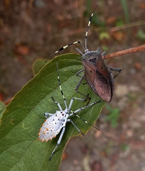 Molchina compressicornis