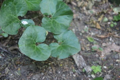 Asarum caucasicum
