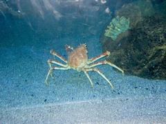 Macrocheira kaempferi