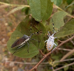Molchina compressicornis