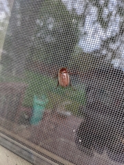 Phyllophaga crenulata