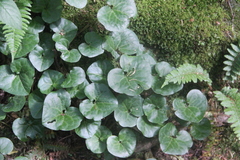 Asarum caucasicum