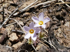 Leptosiphon breviculus