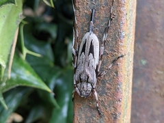 Acanthocinus nodosus