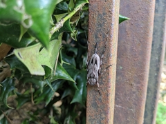 Acanthocinus nodosus