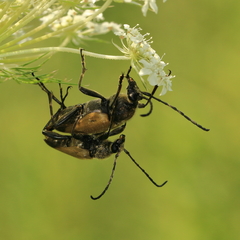 Trigonarthris subpubescens