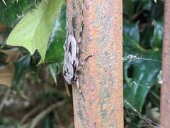 Acanthocinus nodosus