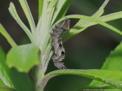 Perigea xanthioides