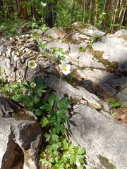 Anemonoides sylvestris