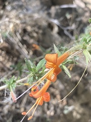 Anisacanthus