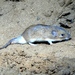 Spiny Pocket Mice - Photo (c) Francisco Farriols Sarabia, some rights reserved (CC BY), uploaded by Francisco Farriols Sarabia