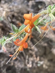 Anisacanthus