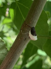 Neopulvinaria innumerabilis