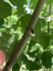 Neopulvinaria innumerabilis