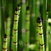 Horsetails - Photo (c) K C, some rights reserved (CC BY-ND)