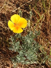 Eschscholzia californica