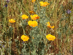 Eschscholzia californica