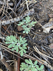 Dicentra uniflora