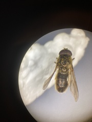 Cheilosia morio