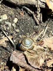 Zonitidae