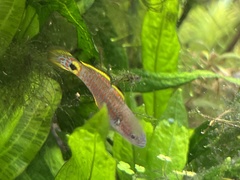 Tateurndina ocellicauda