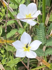 Sabatia campestris