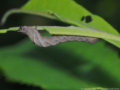 Perigea xanthioides