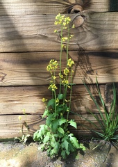 Youngia thunbergiana