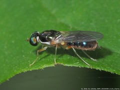 Cephalochrysa