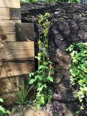 Youngia thunbergiana