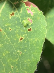 Phyllocoptes didelphis