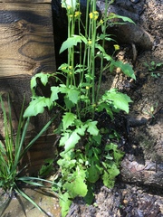 Youngia thunbergiana
