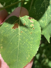 Phyllocoptes didelphis