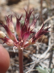 Allium monticola