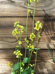 Youngia thunbergiana