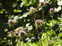 Silybum marianum