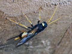 Urocerus gigas