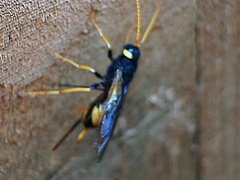 Urocerus gigas