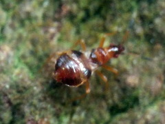 Loricula bipunctata