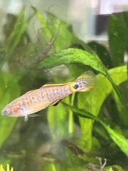 Tateurndina ocellicauda