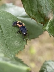 Harmonia axyridis
