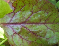 Beta vulgaris vulgaris