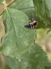 Harmonia axyridis